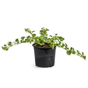 Bacopa, in ghiveci, 12 cm