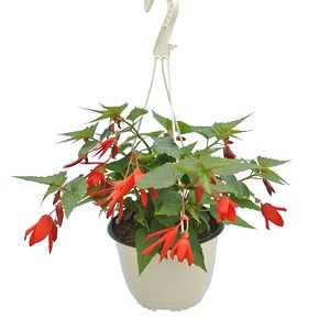 Begonia Boliviensis, in ghiveci, 19 cm