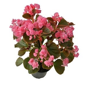 Begonia Semperflorens Dublet, in ghiveci, 12 cm