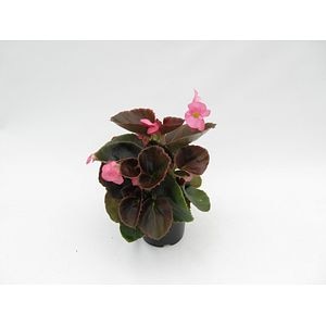 Begonia Semperflorens, in ghiveci, 9 cm