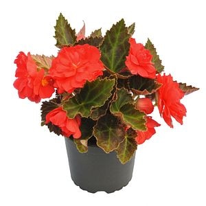Begonia Tuberhybrida, in ghiveci, 12 cm