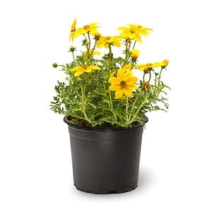 Bidens, in ghiveci, 12 cm