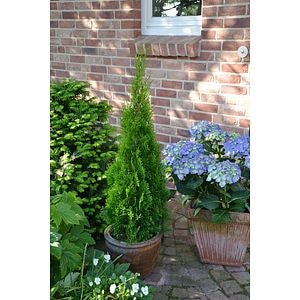 Thuja Occident. Smaragd 100 120  cm