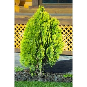 Thuja Occident. Smaragd 120 140  cm