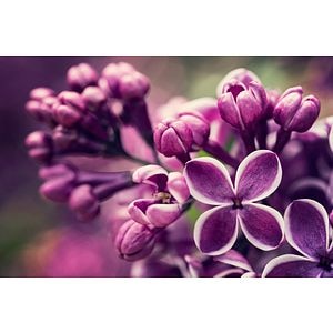 Arbust Ornamental Liliac - Syringa Vulgaris