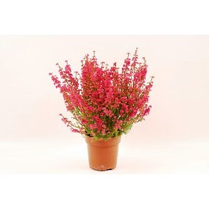 Erica Gracillis, in ghiveci, 12 cm
