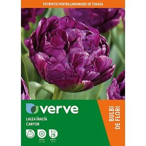 Bulb VERVE Lalea Canyon, mov