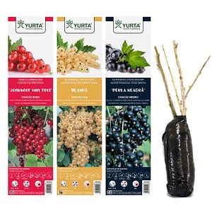 Arbust fructifier, mix soiuri coacaz