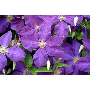 Clematis 40 50 Cm