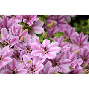 Clematis Mix, 45 - 55 cm 