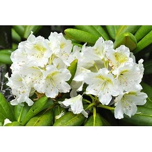 Rhododendron Mix 21 32 Cm