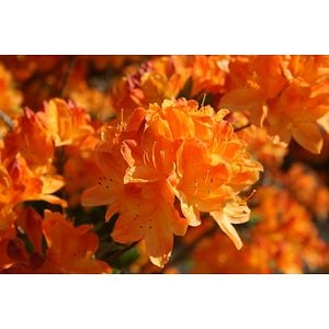 Planta Azalea mix, 20-25 cm, diverse culori