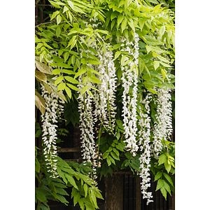Wisteria Mix 130 160 Cm