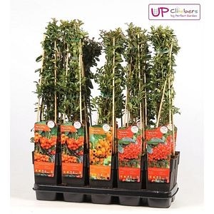 Mix Pyracantha, 40 - 50 cm