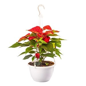 Craciunita, in ghiveci, 27 cm