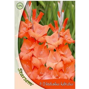 Bulbi flori Gladiole portocaliu STARSEM