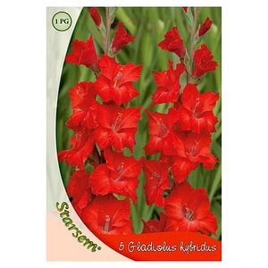 Bulbi gladiole, rosu, 5 bucati  Starsem
