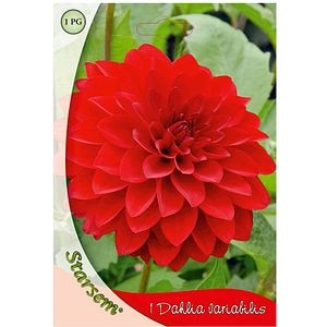 Bulbi flori Dalie rosie STARSEM