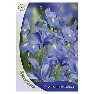 Bulbi Iris STARSEM, albastru