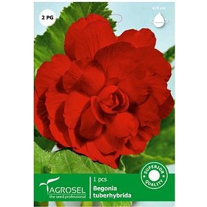 Bulbi flori Begonie rosu AGROSEL