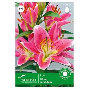 Bulbi Crin AGROSEL, roz