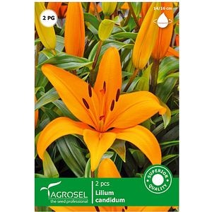 Bulbi flori Crin portocaliu AGROSEL
