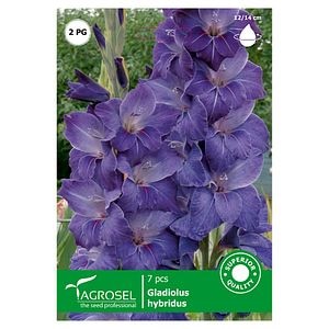 Bulbi Gladiole AGROSEL, albastru