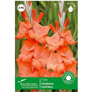 Bulbi flori Gladiole portocaliu AGROSEL