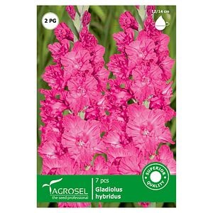 Bulbi gladiole, roz  Agrosel