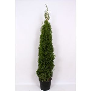 Thuja Occidentalis Smaragd (Arbore conifer) in ghiveci de plastic, inaltime medie 120-150 cm