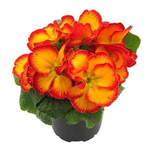 Primula, in ghiveci, 10.5 cm