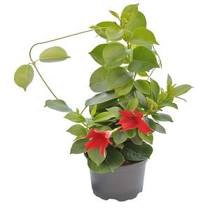 Iasomie braziliana, in ghiveci, 12 cm