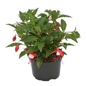 Fuchsia zonala, in ghiveci, 10.5 cm