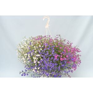 Plante curgatoare mixt, in ghiveci, 22 cm