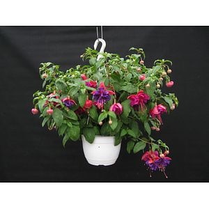 Fuchsia curgatoare, in ghiveci, 19 cm
