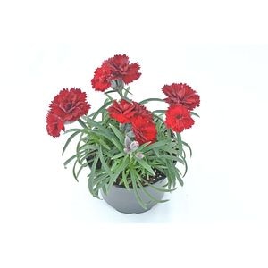 Garofita in ghiveci, 10.5 cm