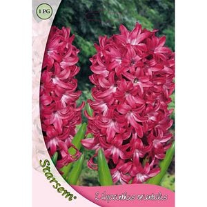 Bulbi Zambile Amsterdam STARSEM, roz