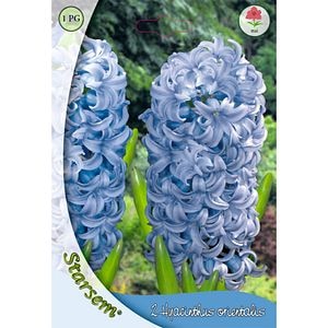 Bulbi Zambile Blue Giant STARSEM, albastru