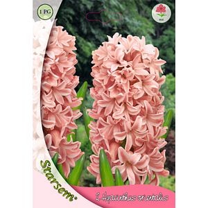 Bulbi Zambile Lady Derby STARSEM, roz