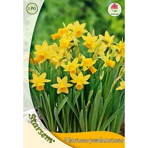 Bulbi Narcisa Tete a Tete STARSEM, galben