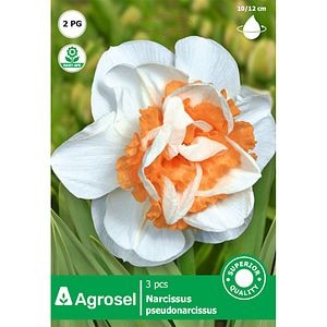 Bulbi Narcisa Samantha AGROSEL, alb
