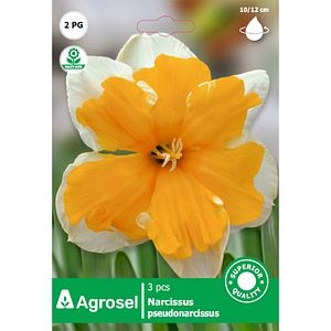 Bulbi Narcisa Sovereign AGROSEL, portocaliu