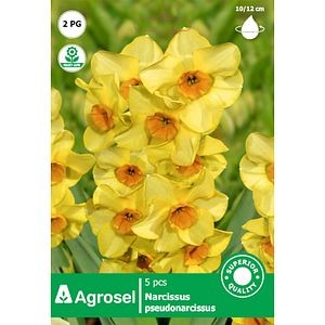 Bulbi Narcisa Martinette STARSEM, galben