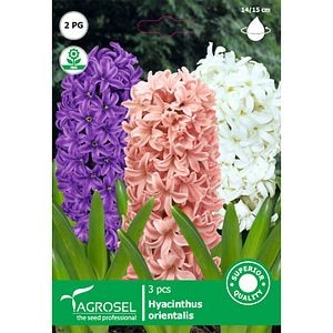 Bulbi Zambile AGROSEL, mix