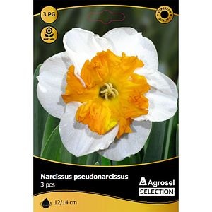 Bulbi Narcisa Curly AGROSEL SELECTION, alb