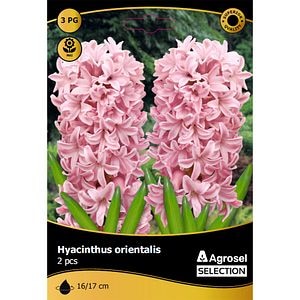 Bulbi Zambile Chestnut Flower AGROSEL SELECTION, roz