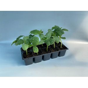 Pachet Rasaduri Castraveti 10 Buc