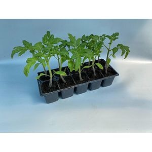 Pachet Rasaduri Rosii 10 Buc