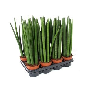 Sansevieria cylindrica, in ghiveci, 10.5 cm