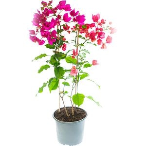 Floarea de hartie Bougainvillea, D 17 cm, H 50 cm